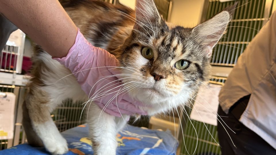 8 af 12 katte måtte aflives efter overdragelse til Dyreværnet